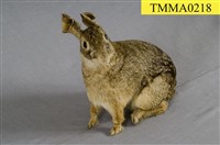 藏品(臺灣野兔)的圖片